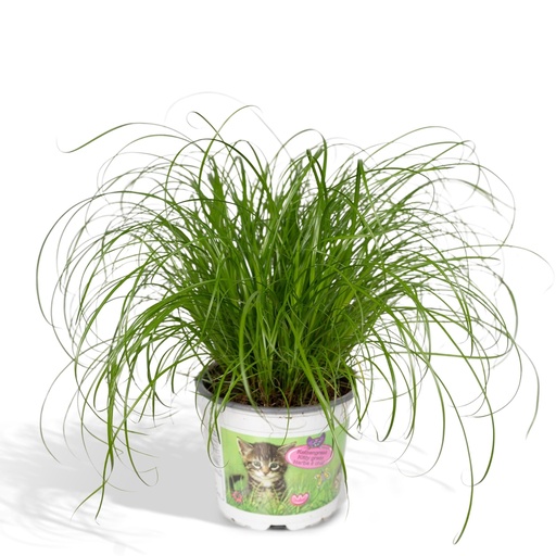 "Zypergras (Cyperus alternifolius) – pflegeleichte Zimmerpflanze, Topf-Ø 12 cm, Höhe ca. 20 cm image"