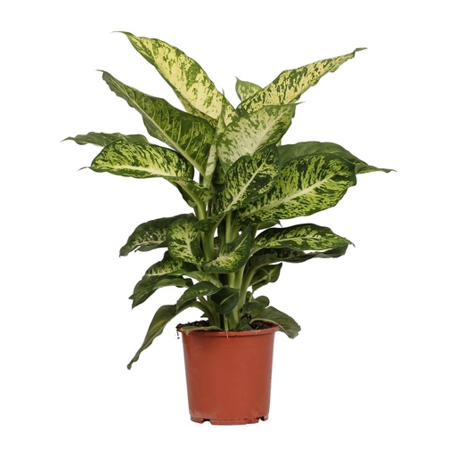 "Dieffenbachia Mars - Ø17cm - ↕50cm image"