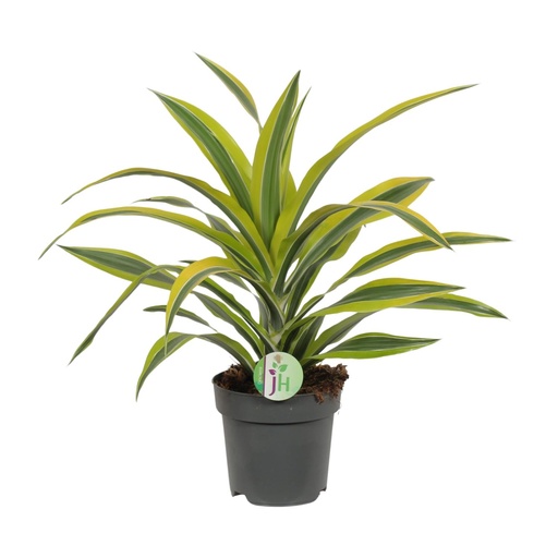 "Dracaena Fragrans Zitrone Limette - Ø17cm - ↕40cm image"