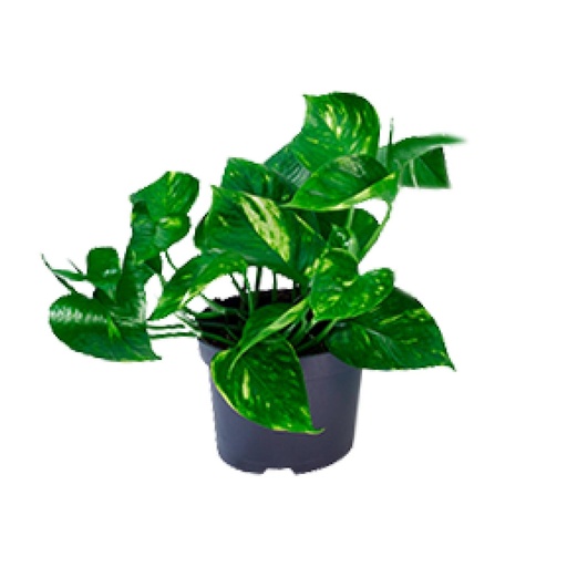 "Epipremnum Aureum - Ø12cm - ↕20cm image"