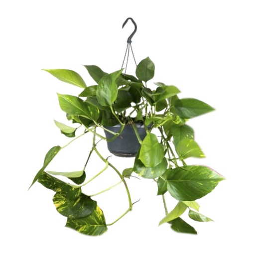 "Epipremnum Aureum - Ø15cm - ↕25cm image"