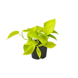 Efeutute 'Golden Pothos' (Epipremnum aureum) – pflegeleichte Zimmerpflanze, Höhe