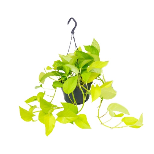 "Epipremnum Gold Pothos - Scindapsus - Ø15 - ↕25cm image"