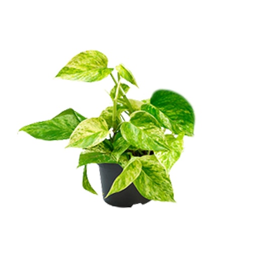 "Epipremnum Marble Queen - Scindapsus - Ø15cm - ↕25cm - Ø12 - ↨15cm image"