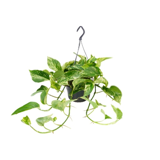"Epipremnum Marble Queen - Scindapsus - Ø15cm - ↕25cm - Ø15 - ↕25cm image"