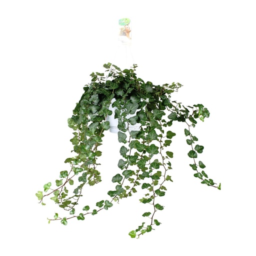 "Hedera Wonder Green - Ø24cm - ↕70cm - Ø17 - ↨70cm image"