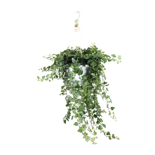 "Hedera Wonder Green - Ø24cm - ↕70cm - Ø24 - ↨70cm image"