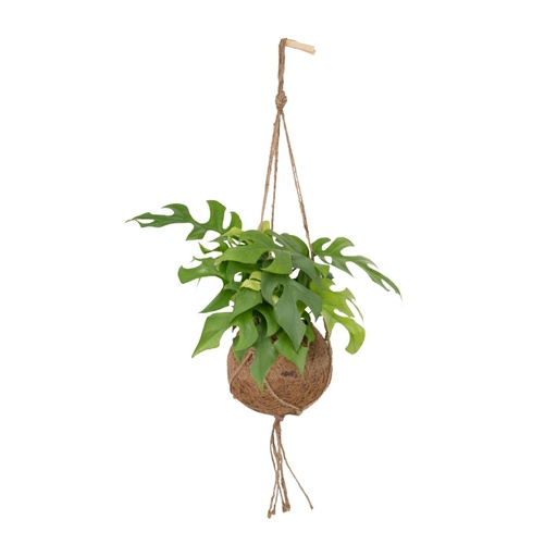 "Mini-Monstera (Rhaphidophora tetrasperma) – pflegeleichte Zimmerpflanze, Topf-Ø 15 cm, Höhe ca. 25 cm image"
