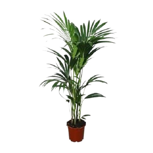 "Kentiapalme (Howea forsteriana) – pflegeleichte Zimmerpflanze, Topf-Ø 21 cm, Höhe ca. 120 cm image"