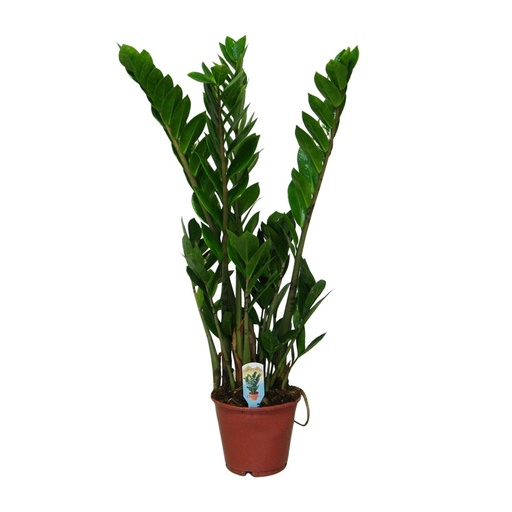 "Zamioculcas Zamiifolia  - Ø14cm - ↕50cm image"