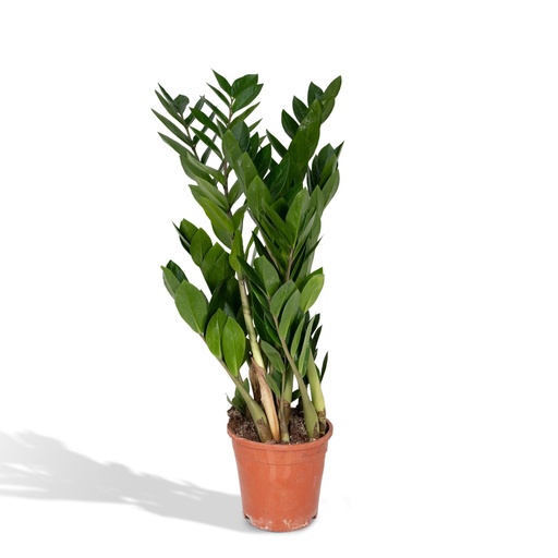 "Glücksfeder (Zamioculcas zamiifolia) – pflegeleichte Zimmerpflanze, Topf-Ø 17 cm, Höhe ca. 70 cm image"