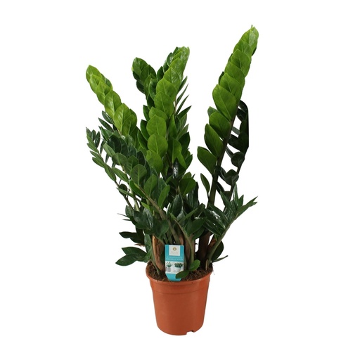 "Glücksfeder (Zamioculcas zamiifolia) – pflegeleichte Zimmerpflanze, Topf-Ø 21 cm, Höhe ca. 80 cm image"