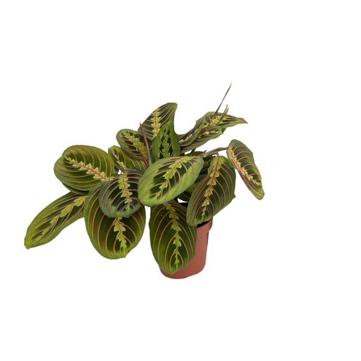 "Pfeilwurz (Maranta fascinator) – pflegeleichte Zimmerpflanze, im Dekokorb, Topf-Ø 12 cm, Höhe ca. 20 cm image"