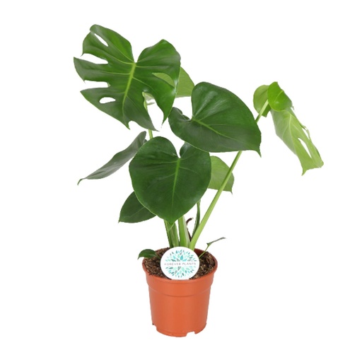 "Fensterblatt (Monstera deliciosa) – pflegeleichte Zimmerpflanze, Topf-Ø 17 cm, Höhe ca. 55 cm image"