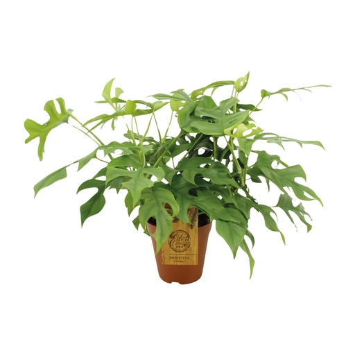 "Monstera Minima - Ø15cm - ↕25cm image"