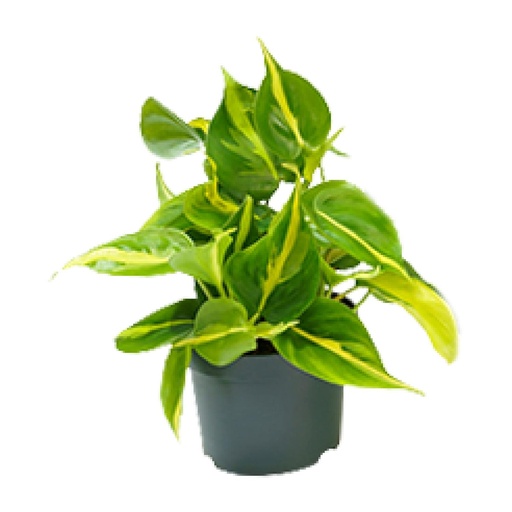 "Kletter-Philodendron (Philodendron scandens) – pflegeleichte Zimmerpflanze, Topf-Ø 12 cm, Höhe ca. 15 cm image"
