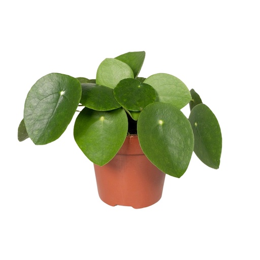 "Pilea Peperomiodes - Pfannkuchenfabrik - Ø12cm - ↕20cm image"