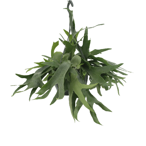 "Platycerium Hertshoorn Hang - Ø21cm - ↕50cm image"