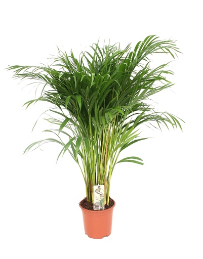 "Dypsis Lutescens - Areca - Ø24cm - ↕120cm image"