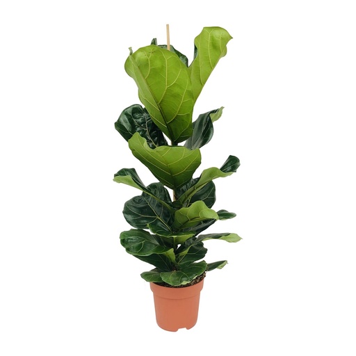 "Ficus Lyrata - Ø21cm - ↕100cm image"