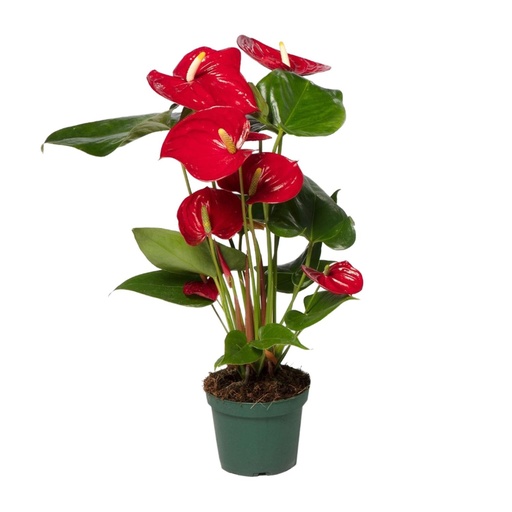 "Große Flamingoblume (Anthurium andraeanum) – pflegeleichte Zimmerpflanze, Topf-Ø 17 cm, Höhe ca. 55 cm image"