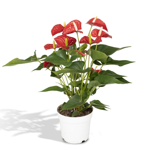 "Anthurium Red - Ø17cm - ↕55cm - Ø17cm - ↕55cm image"