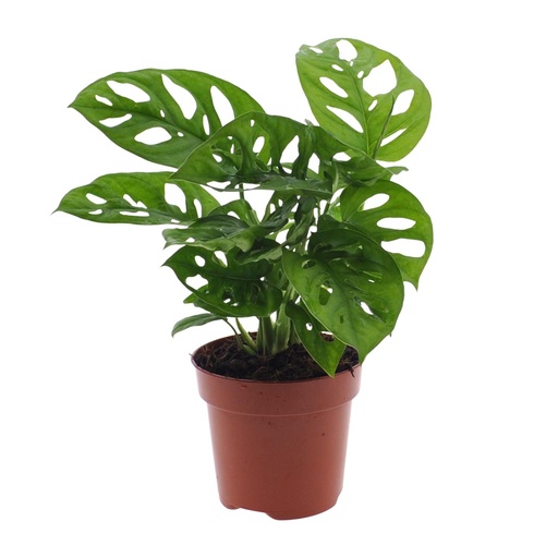 "Monkey-Mask-Monstera (Monstera adansonii) – pflegeleichte Zimmerpflanze, Topf-Ø 12 cm, Höhe ca. 30 cm image"