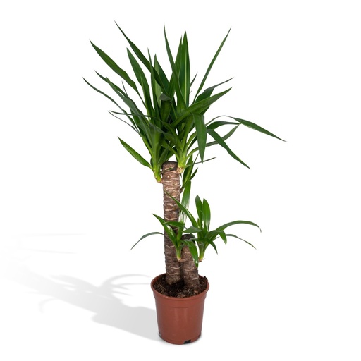 "Riesen-Palmlilie (Yucca elephantipes) – pflegeleichte Zimmerpflanze, Topf-Ø 17 cm, Höhe ca. 85 cm image"