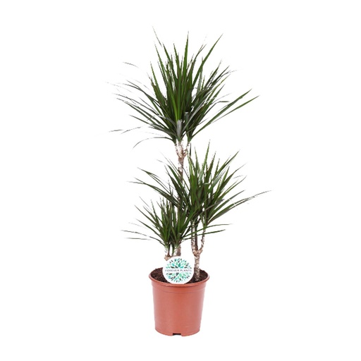 "Dracaena Marginata - Ø21cm - ↕115cm image"