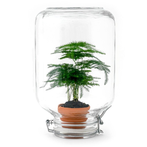 "Easyplant - Asparagus image"