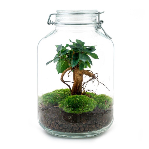"Flaschengarten - Ficus Ginseng bonsai - ↕ 28 cm - Normal image"