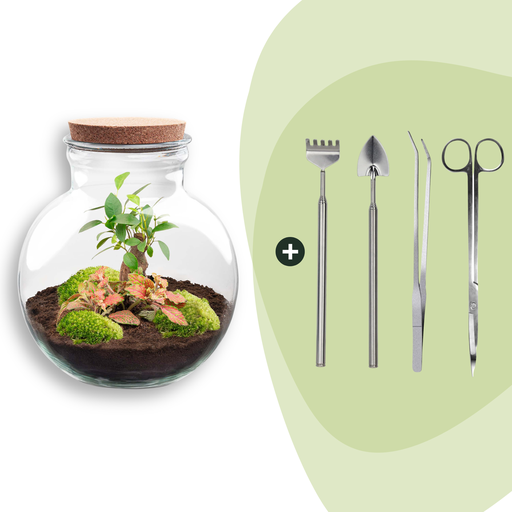 "Flaschengarten - Teddy bonsai - ↕ 26,5 cm - Rake + Shovel + Tweezer + Scissors image"