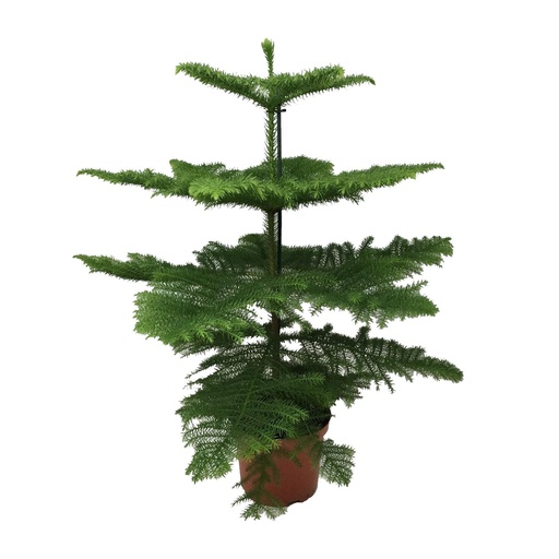 "Zimmertanne (Araucaria heterophylla) – pflegeleichte Zimmerpflanze, Topf-Ø 21 cm, Höhe ca. 70 cm image"