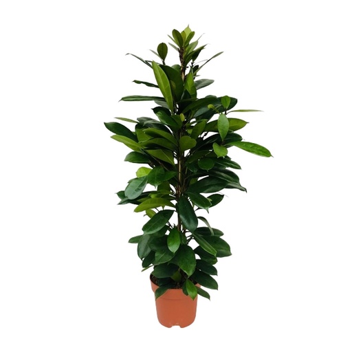 "Afrikanischer Feigenbaum (Ficus cyathistipula) – pflegeleichte Zimmerpflanze, Topf-Ø 21 cm, Höhe ca. 105 cm image"