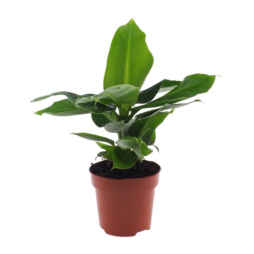 "Zwerg-Essbanane (Musa acuminata) – pflegeleichte Zimmerpflanze, Topf-Ø 12 cm, Höhe ca. 25 cm image"