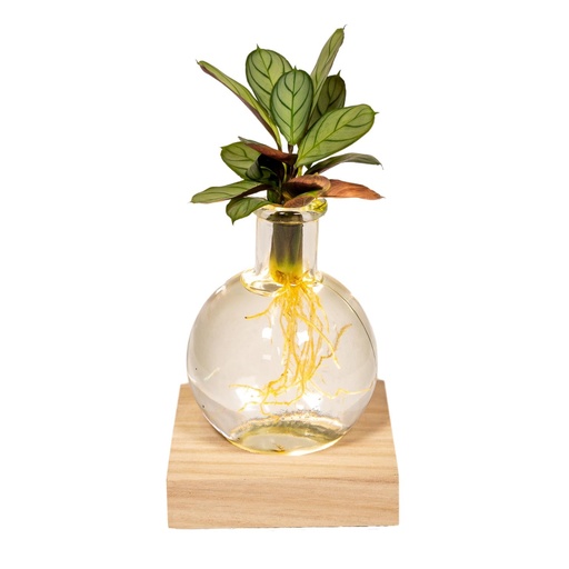 "Korbmarante (Calathea lancifolia) – pflegeleichte Zimmerpflanze, im Dekokorb, Topf-Ø 12 cm, Höhe ca. 10 cm image"