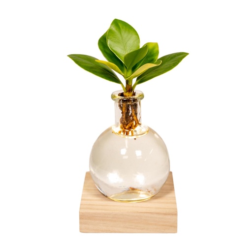 "Clusia in Samoa Glas mit LED-Beleuchtung - Ø4cm - ↕10cm image"