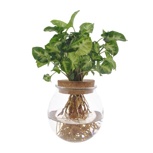 "Syngonium Pixie - Ø12cm - ↕30cm image"