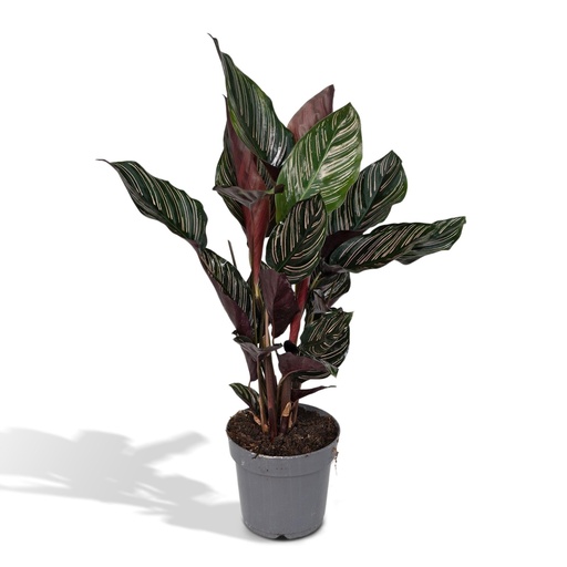 "Kolumbianische Korbmarante 'Ornata' (Calathea ornata) – pflegeleichte Zimmerpflanze, im Dekokorb, Topf-Ø 14 cm, Höhe ca. 50 cm image"