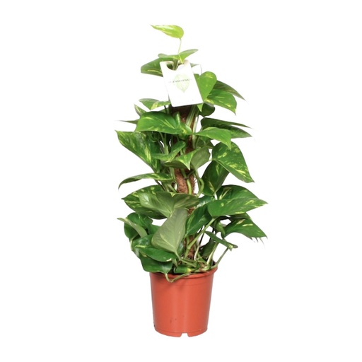 "Epipremnum Aureum - Ø15cm - ↕60cm image"