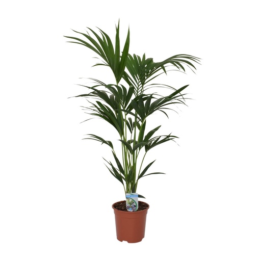 "Kentiapalme (Howea forsteriana) – pflegeleichte Zimmerpflanze, Topf-Ø 21 cm, Höhe ca. 120 cm image"