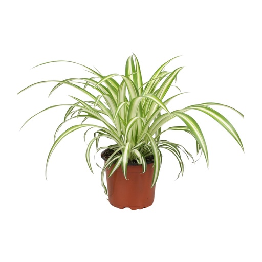 "Grünlilie (Chlorophytum comosum) – pflegeleichte Zimmerpflanze, Topf-Ø 12 cm, Höhe ca. 25 cm image"