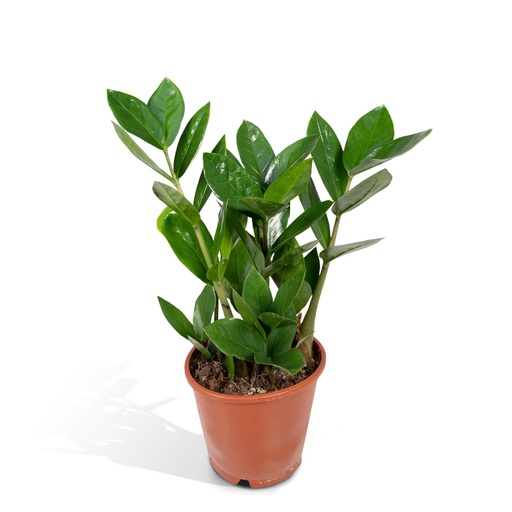 "Glücksfeder (Zamioculcas zamiifolia) – pflegeleichte Zimmerpflanze, Topf-Ø 12 cm, Höhe ca. 35 cm image"