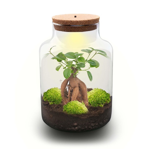 "Flaschengarten - Milky mit bonsai - ↕ 30 cm - No tools image"