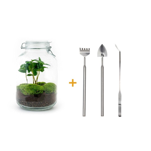 "Flaschengarten - Coffea Arabica  - ↕ 28 cm - Rake + Shovel + Tweezer  image"