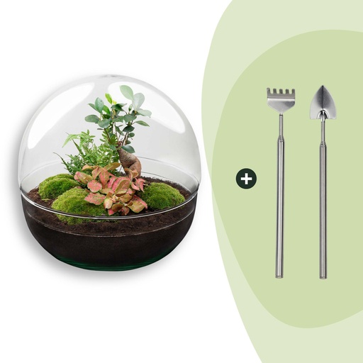 "Flaschengarten - Dome XL - Ficus Ginseng Bonsai - ↕ 30 cm - Rake + Shovel image"