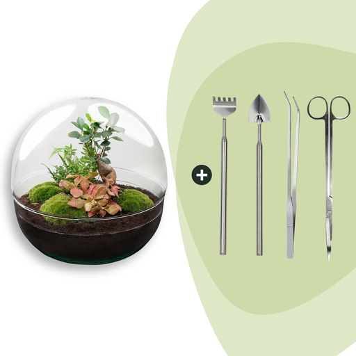 "Flaschengarten - Dome XL - Ficus Ginseng Bonsai - ↕ 30 cm - Rake + Shovel + Tweezer + Scissors image"