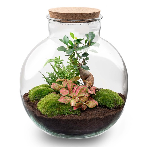 "Flaschengarten - Bolder Bob Bonsai - ↕ 30 cm - ohne Werkzeug image"