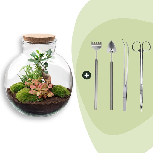 "Flaschengarten - Bolder Bob Bonsai - ↕ 30 cm - Rake + Shovel + Tweezer + Scissors image"