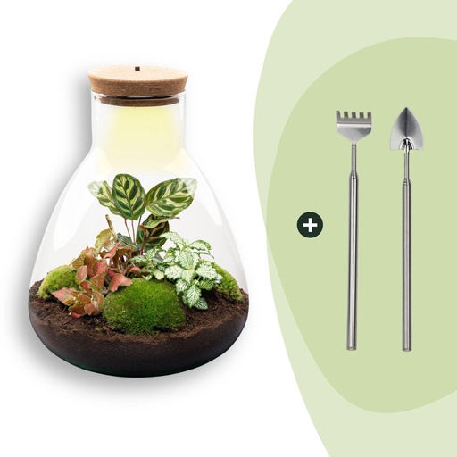 "Flaschengarten - Sam Calathea mit Lampe - ↕ 30 cm - Rake + Shovel image"